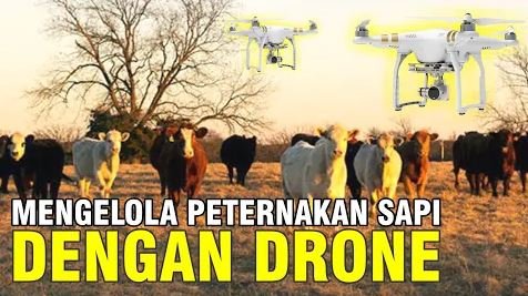 
                                 Penggunaan-Drone-Sektor-Peternakan-Sapi